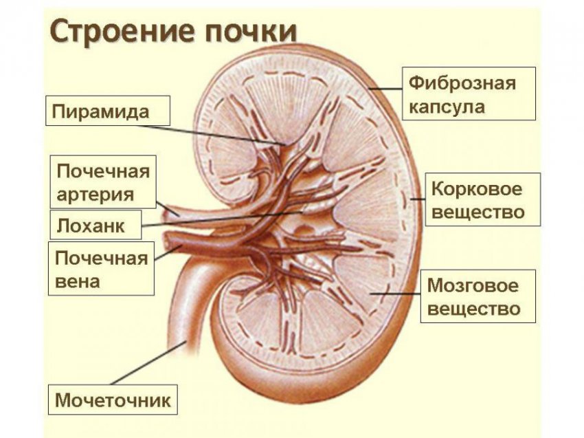 Мочевыводящая система человека, строение мочеиспускательной системы