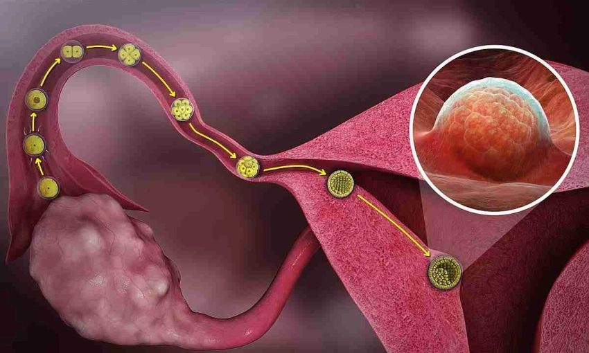 Овуляция: физиология процесса, признаки и значение для репродуктивного здоровья